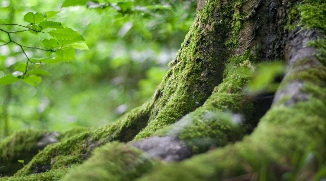 bienfaits forêt bien-être stress sylvothérapie Fondation Homme et Nature