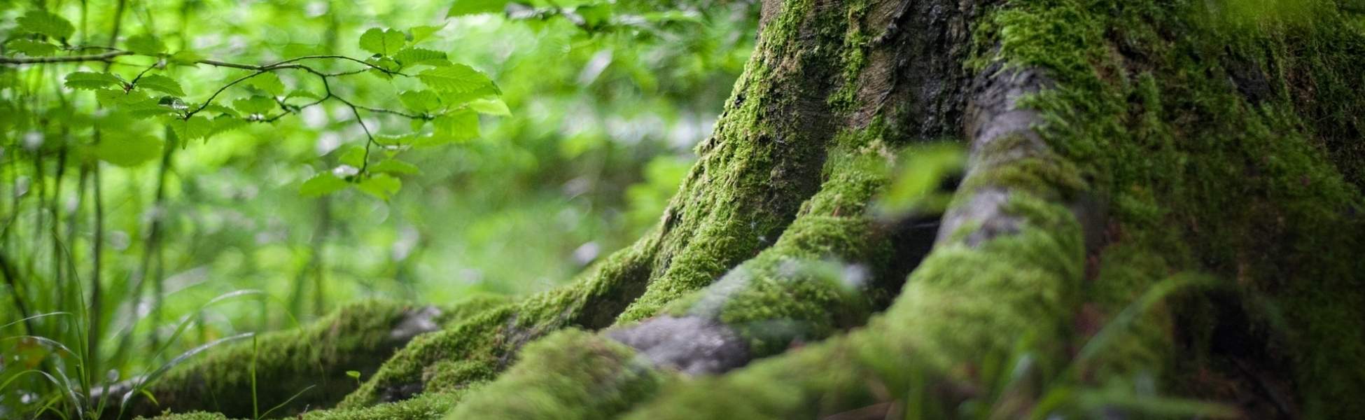 Sylvothérapie: Notre bien-être au coeur de la forêt