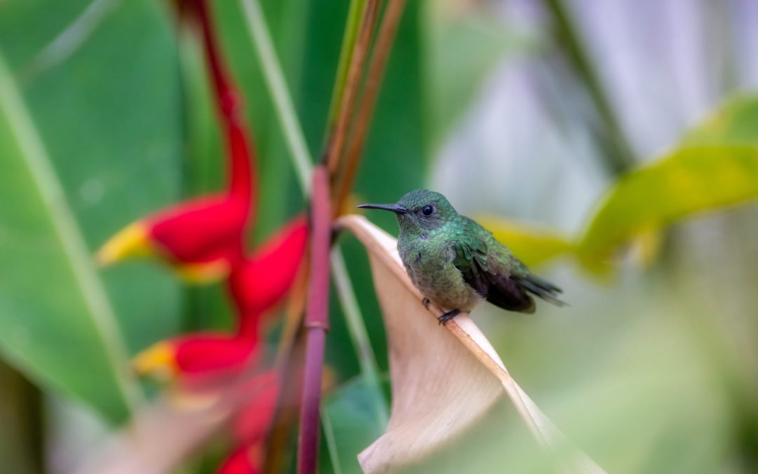 La part du colibri de Pierre Rabhi Fondation Homme et Nature