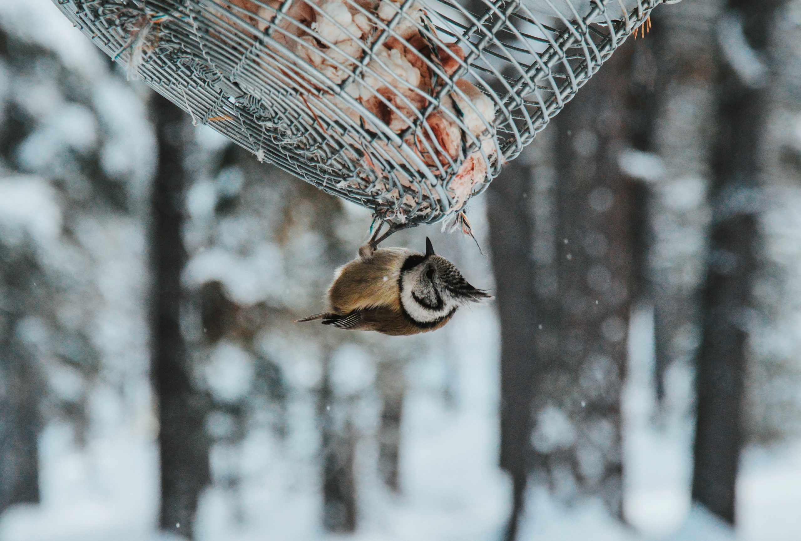 La question à l’expert : Peut-on nourrir les oiseaux en hiver ?