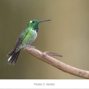 Voyage ornithologique en Equateur