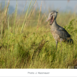 Voyage ornithologique en Ouganda