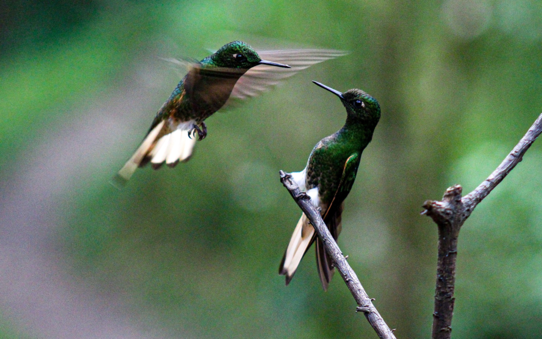 Part du colibri Fondation Homme et Nature