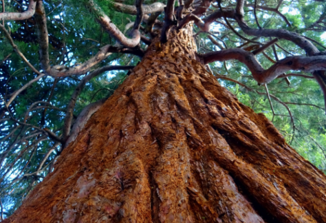 Arbr’Apéro séquoia Fondation Homme et Nature