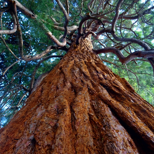 Arbr’Apéro séquoia Fondation Homme et Nature