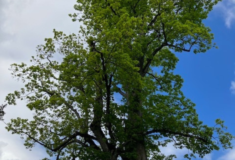 Arbr’Apéro : à la découverte du plus bel érable sycomore de Lausanne Homo Ecologicus fondation Homme et Nature