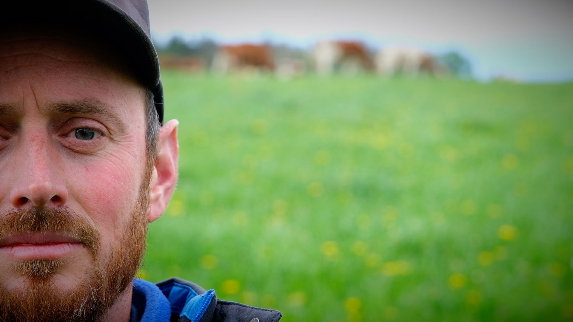 Vincent Herzog : devenir éleveur-agriculteur par amour des vaches